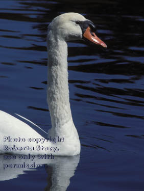 mute swan