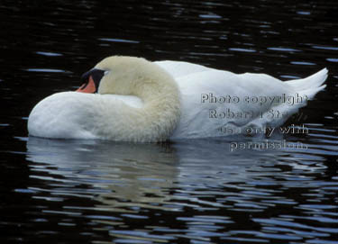 mute swan