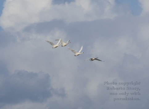 tundra swans