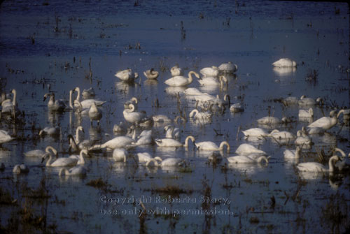 tundra swans