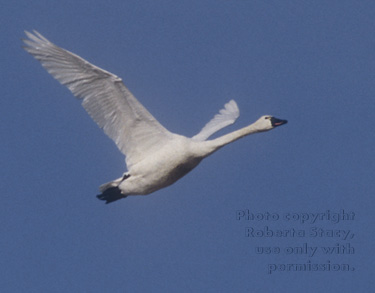 tundra swan