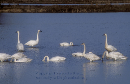 tundra swans