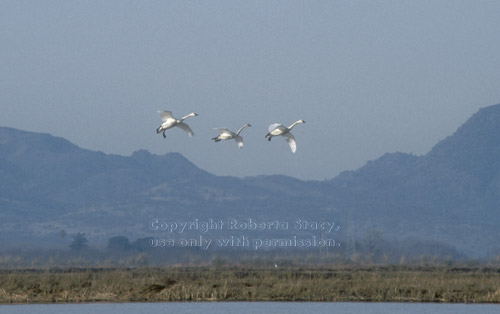  tundra swans