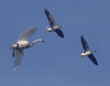 tundra swan and white-fronted geese 