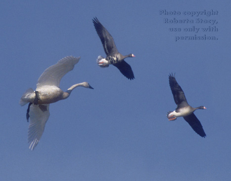 tundra swan & white-fronted geese