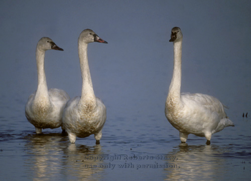 tundra swans