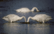 tundra swans