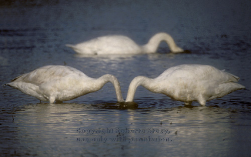 tundra swans