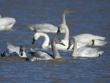 tundra swans