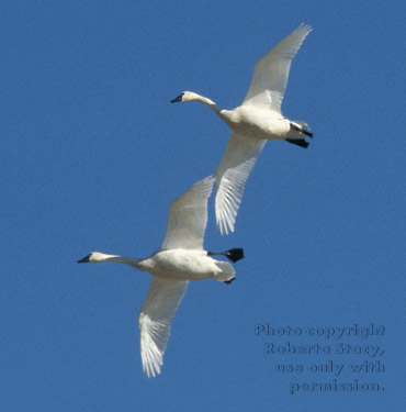 tundra swans