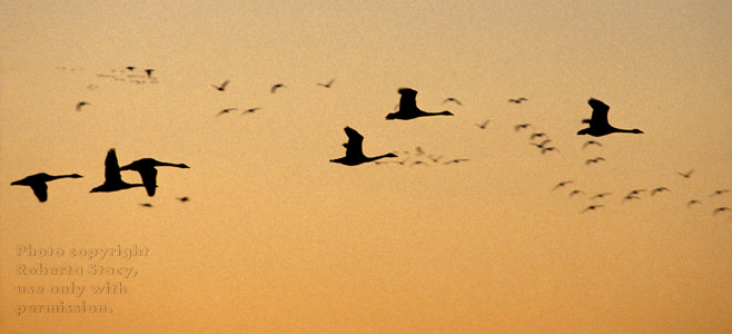 tundra swans at sunset