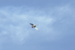 tundra swan in flight