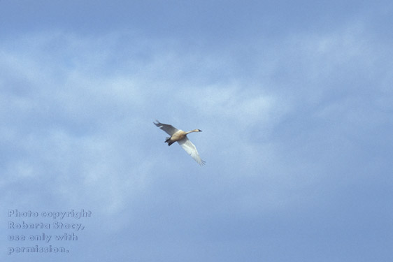 tundra swan in flight