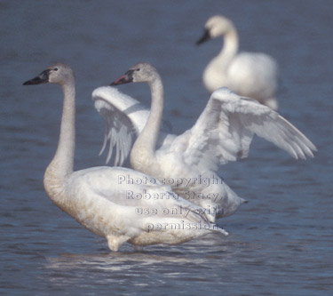 tundra swans