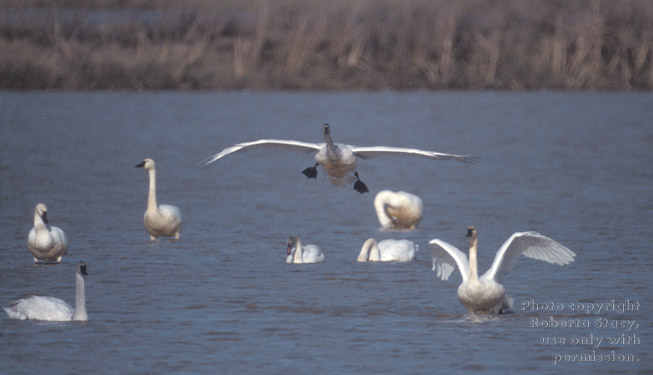 tundra swans