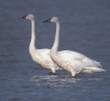 tundra swans