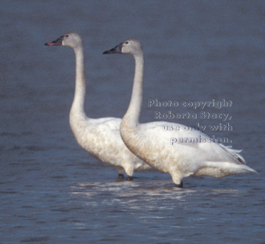 tundra swans