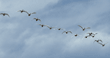 flying tundra swans