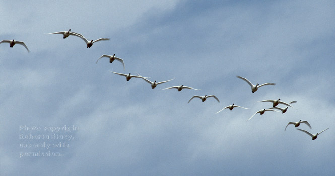 flying tundra swans