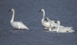 tundra swans in the water