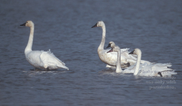 tundra swans in the water