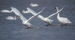 tundra swans