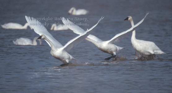 tundra swans