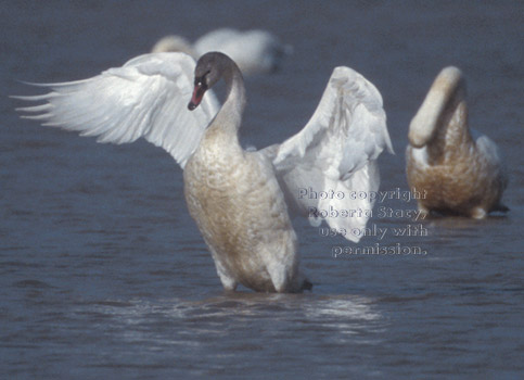 tundra swans