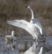 standing tundra swan with wings spread