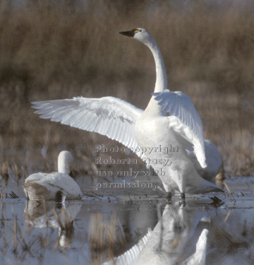 standing tundra swan with wings spread