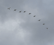tundra swans flying overhead