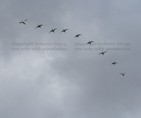 tundra swans flying overhead