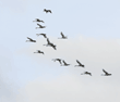 tundra swans in flight