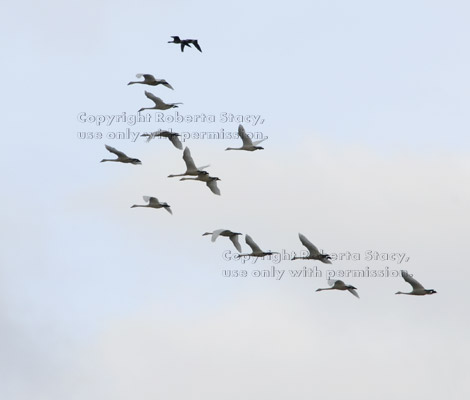 tundra swans in flight