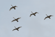 five flying tundra swans