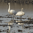 adult and juvenile tundra swans standing in flooded corn field