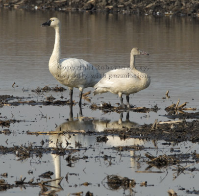 adult and juvenile tundra swans standing in flooded corn field