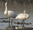 tundra swans, adult and juvenile