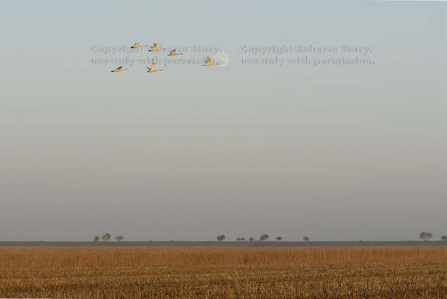 flying tundra swans late in day