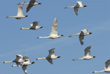 eleven tundra swans in flight