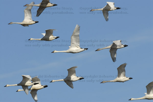 eleven tundra swans in flight