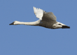 flying tundra swan