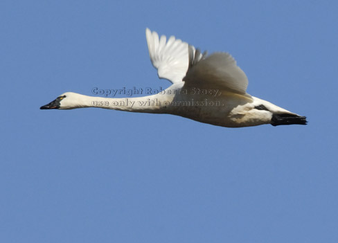 flying tundra swan