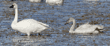 adult and juvenile tundra swans