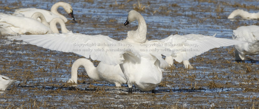 tundra swan with wings spread