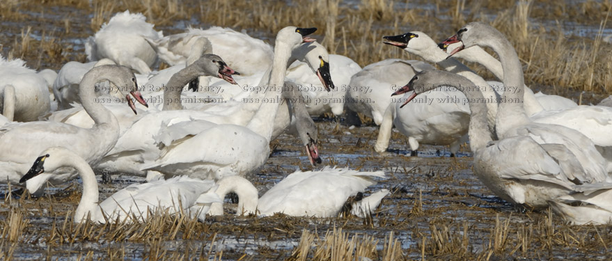 tundra swans with open bills