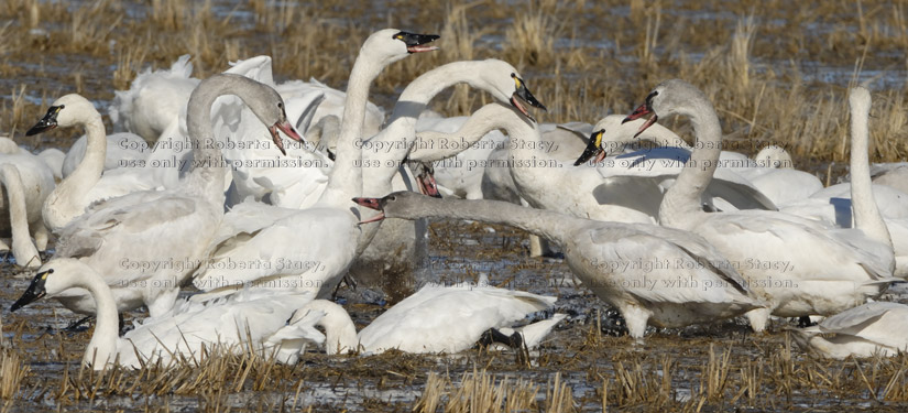 tundra swans interacting