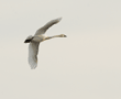 tundra swan in flight