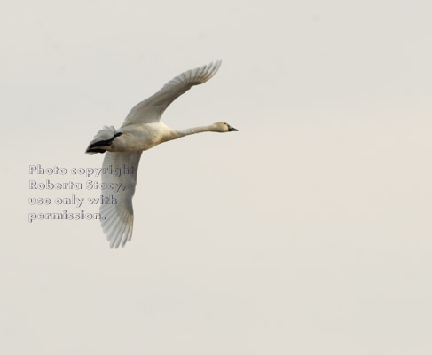 tundra swan in flight