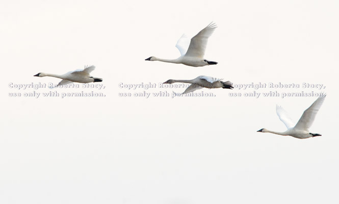 four flying tundra swans